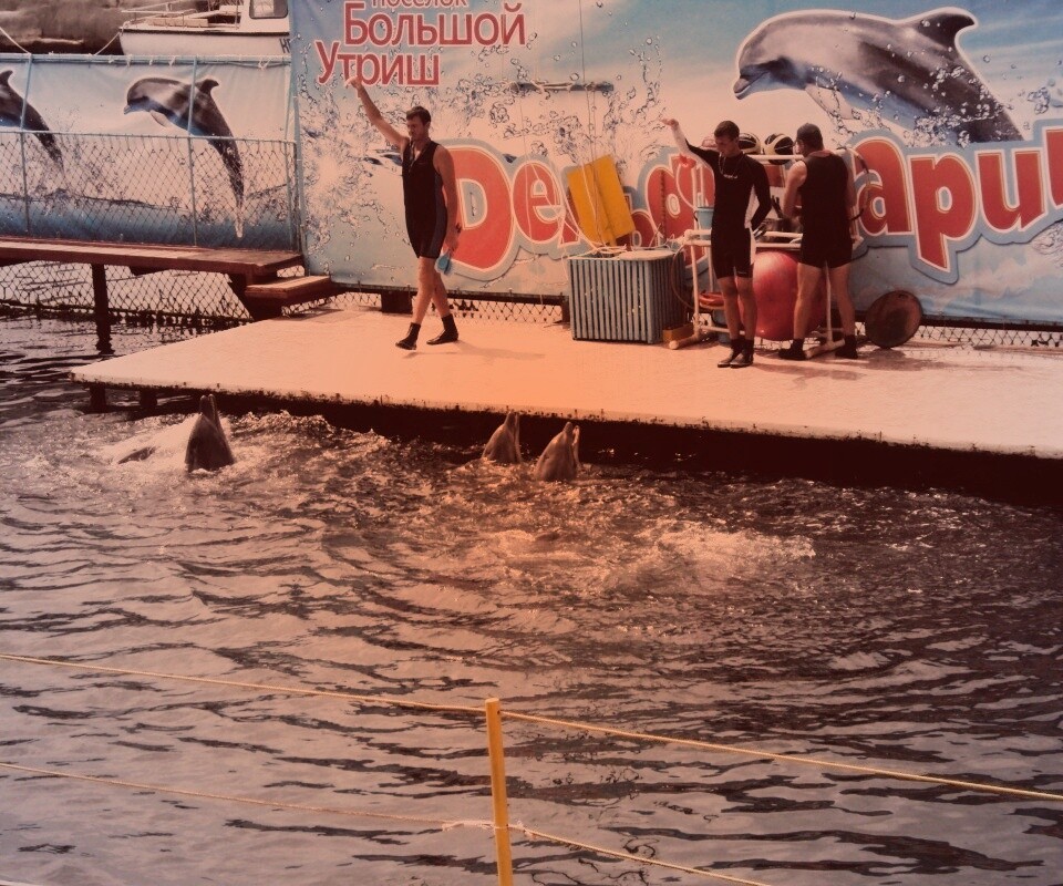 Утро в дельфинарии обои