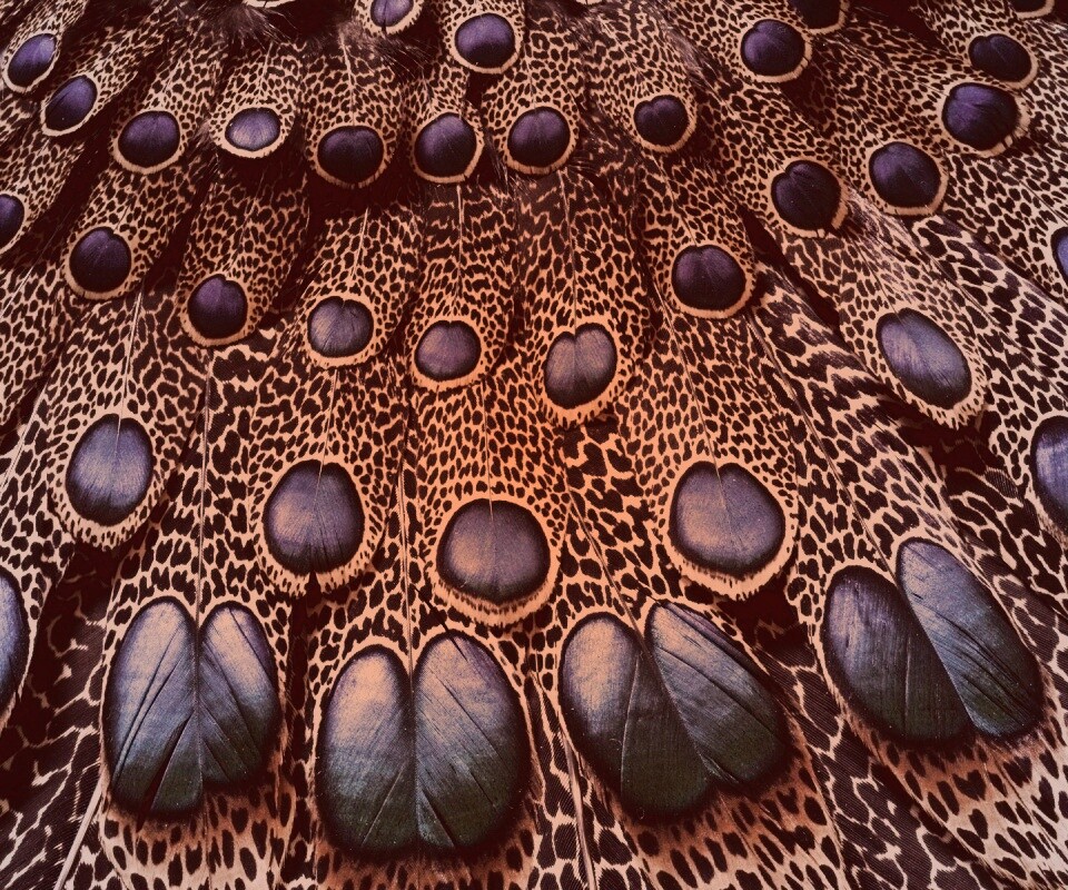 Хвост павлина обои