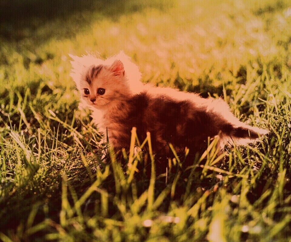 Котёнок в траве обои