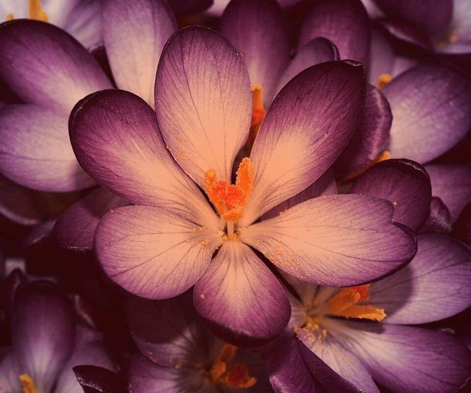 Сиреневый цветок обои