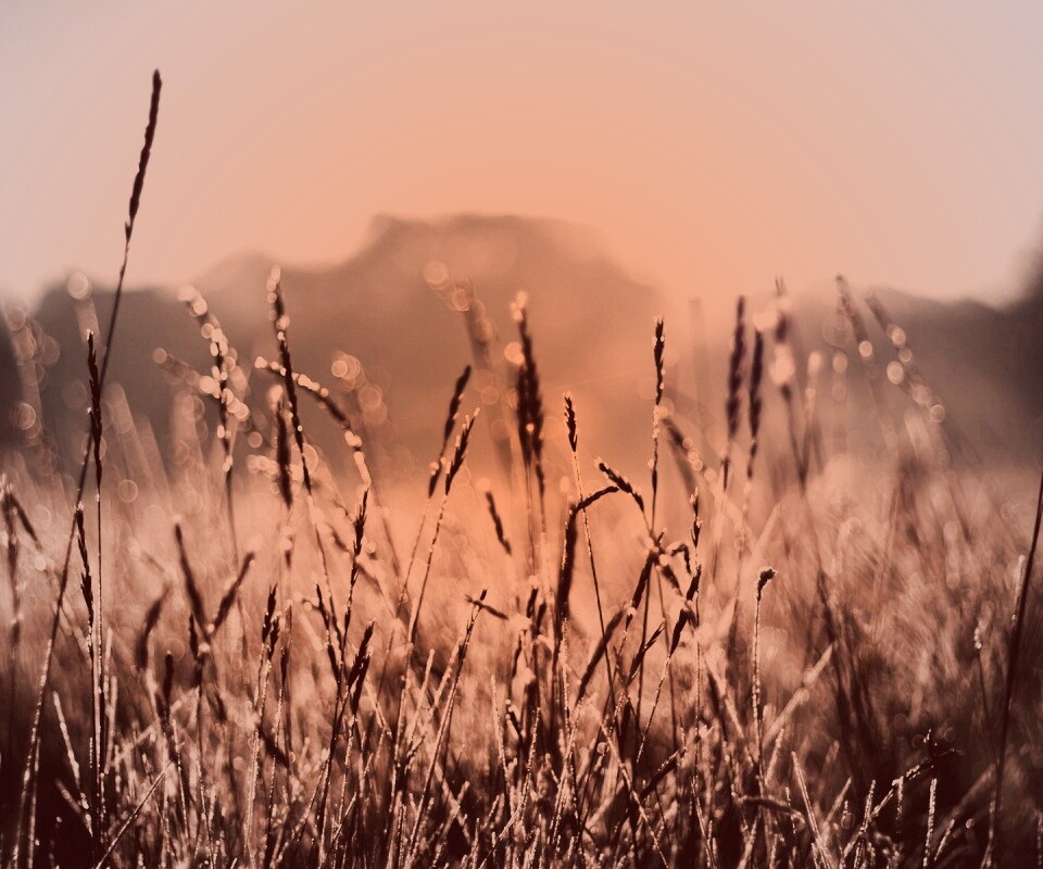 Поле пшеницы обои