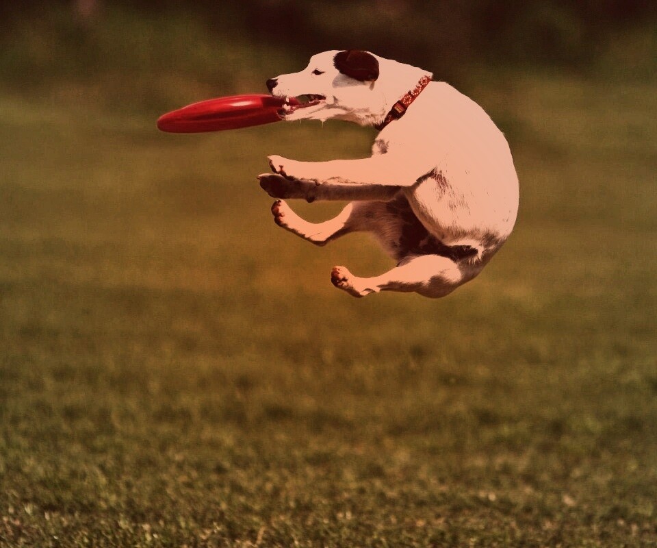 Ловкач обои