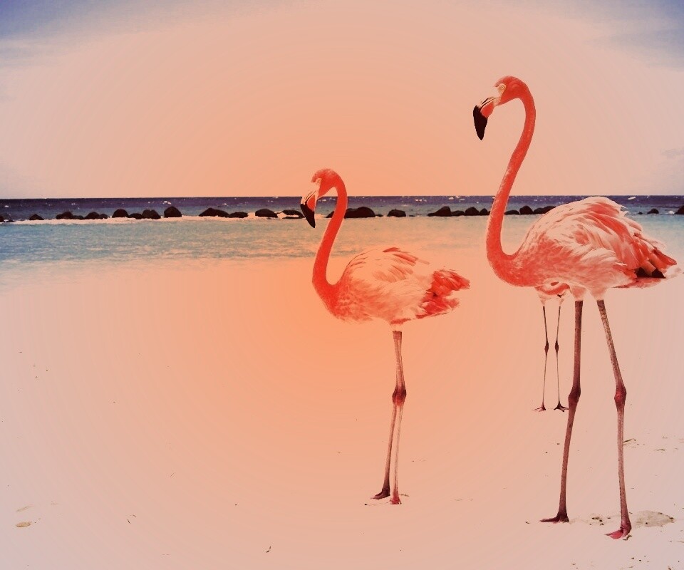 Розовые фламинго на пляже обои