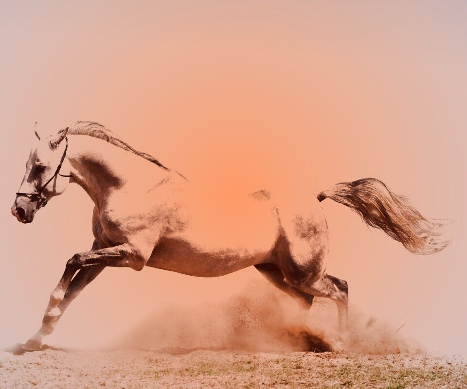 Скакун обои