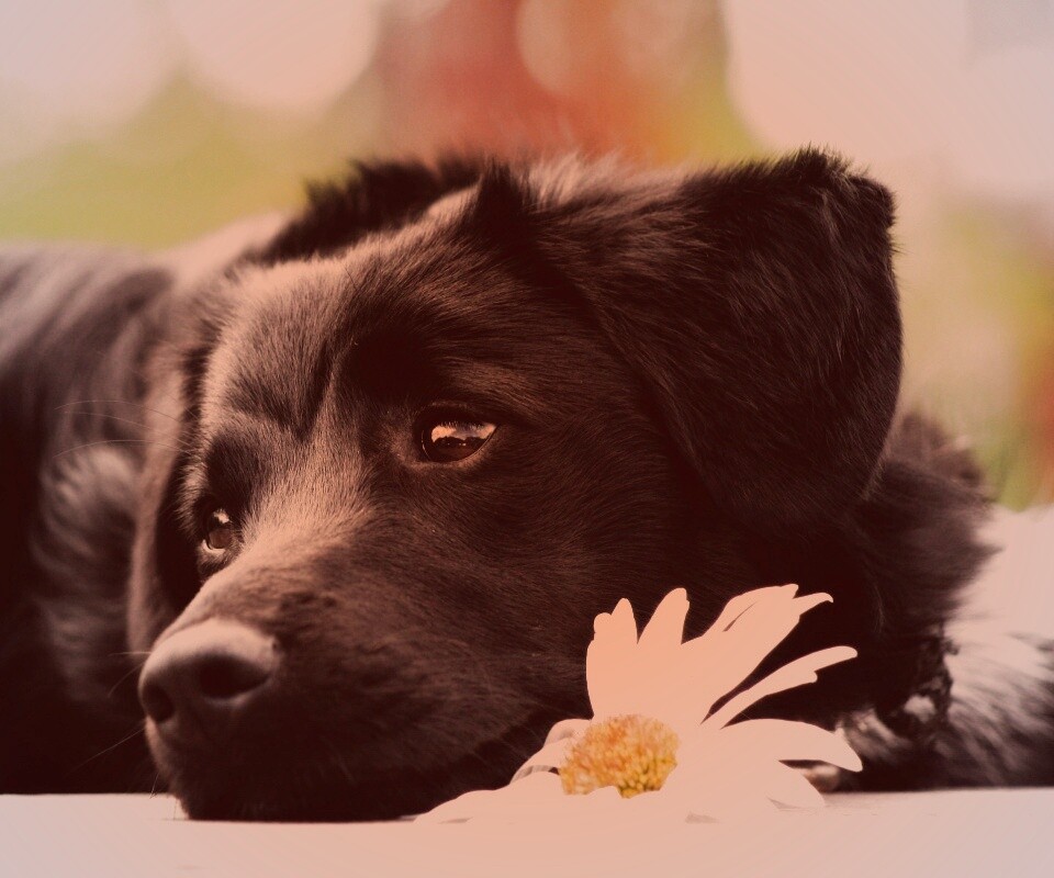 Собака с ромашкой обои
