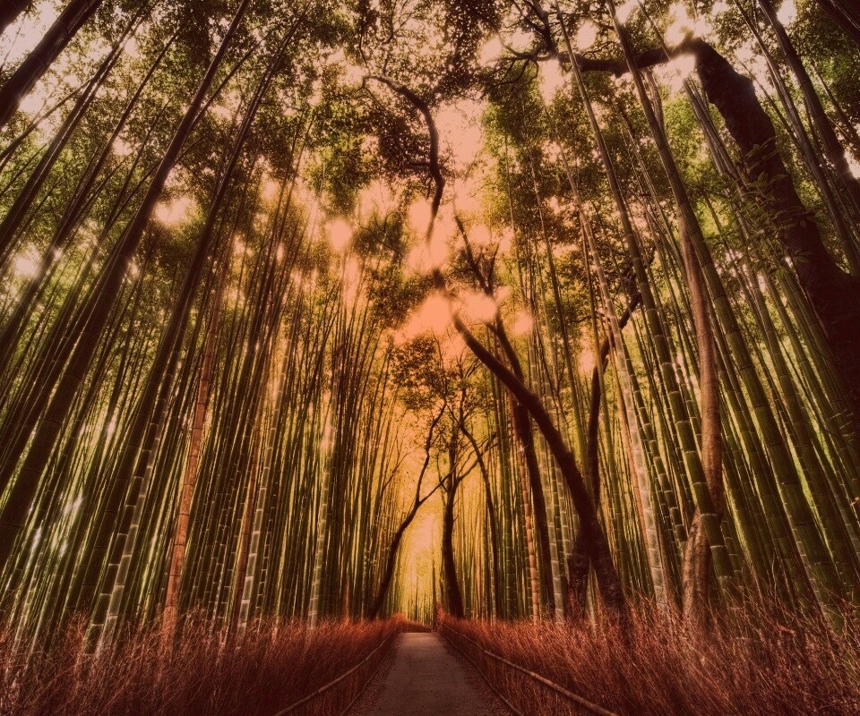 Дорога в тростниковых зарослях обои