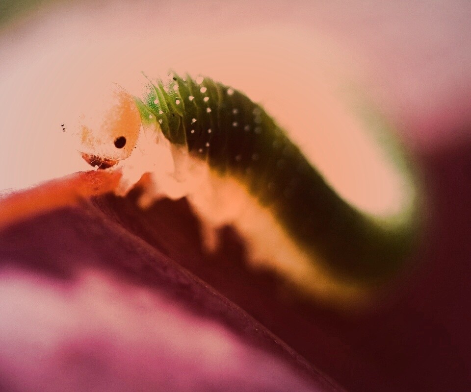 Гусеница бабочки на лепестке обои