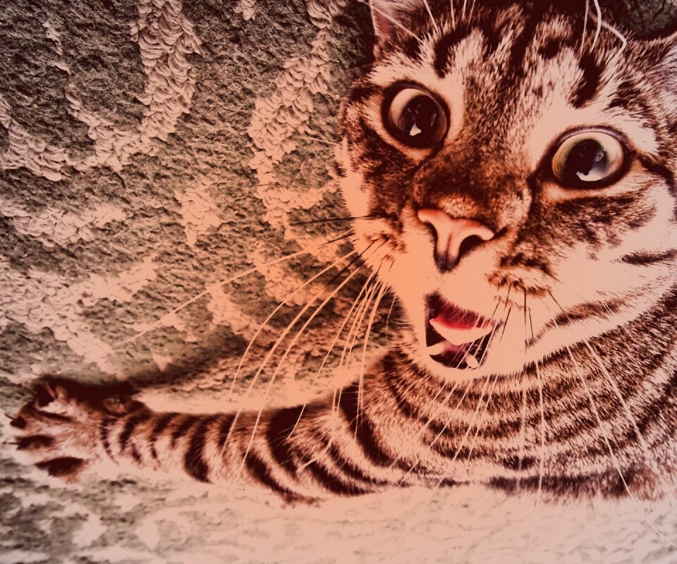 Спалившийся на ковре кошак обои