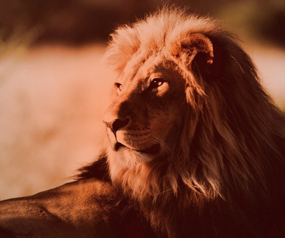 Царь зверей обои