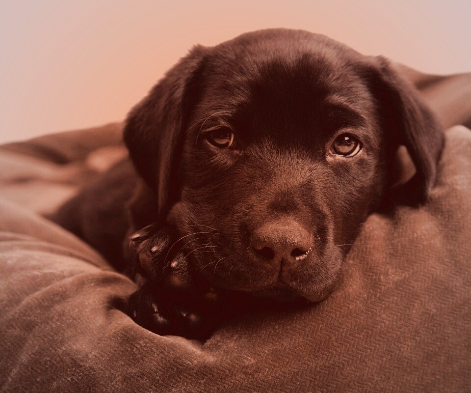 Сонный щенок немецкого поинтера обои