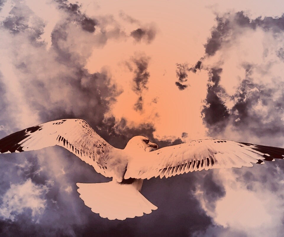 Гордая птица в полете обои