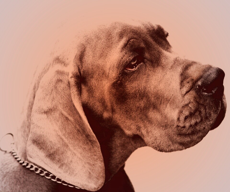 Грустная собака обои