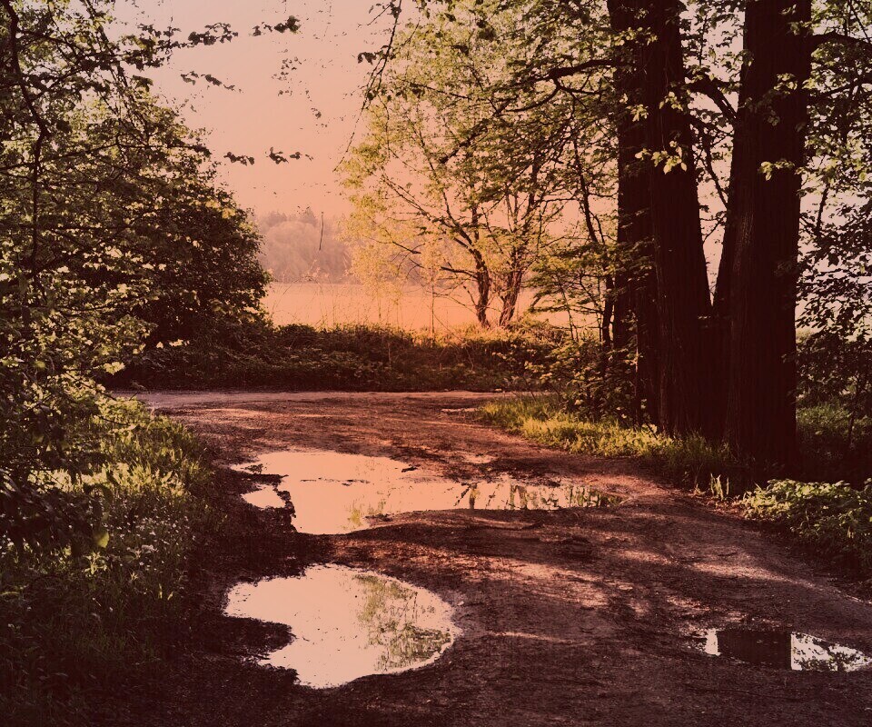 Лесная дорога обои