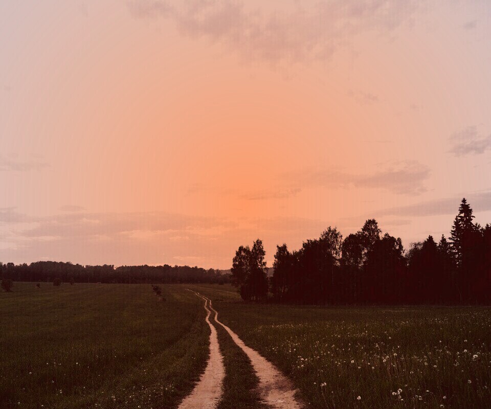 Дорога к лесу обои