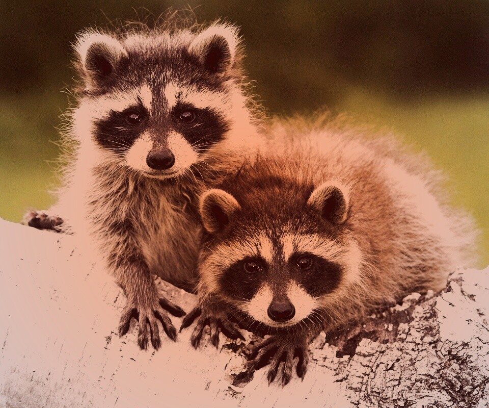 Полосатики обои