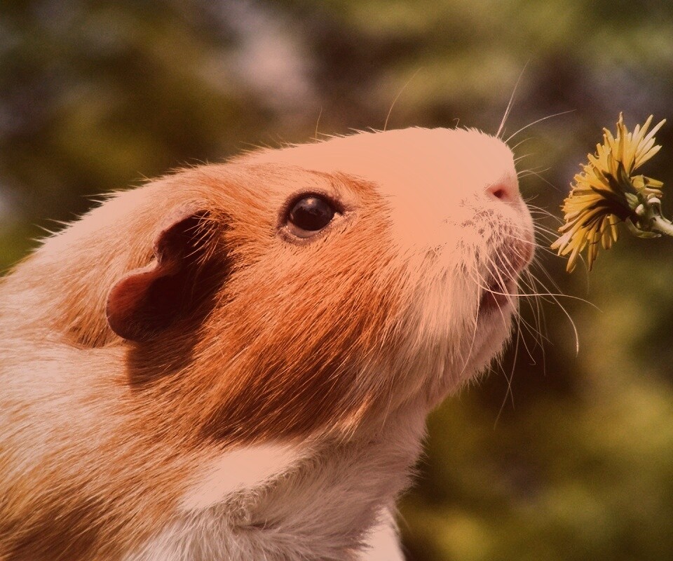 Морская свинка - романтик обои
