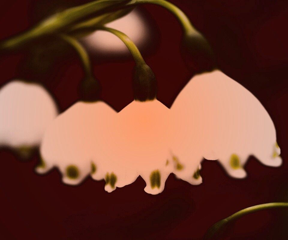 Белые ландыши обои