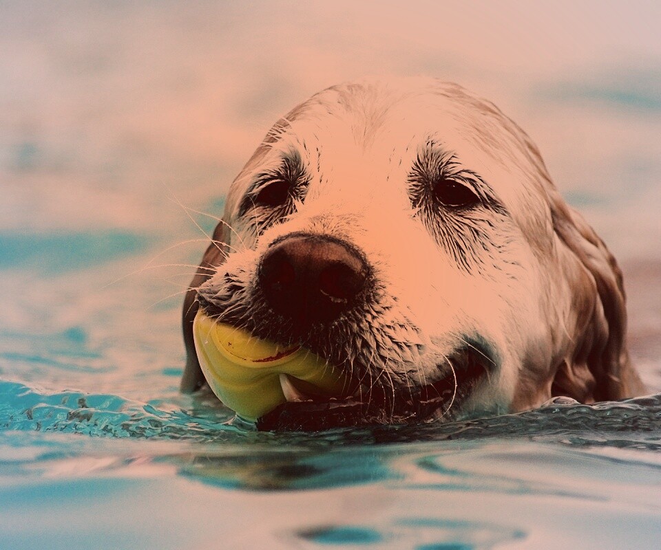 Пёс с игрушкой в зубах обои