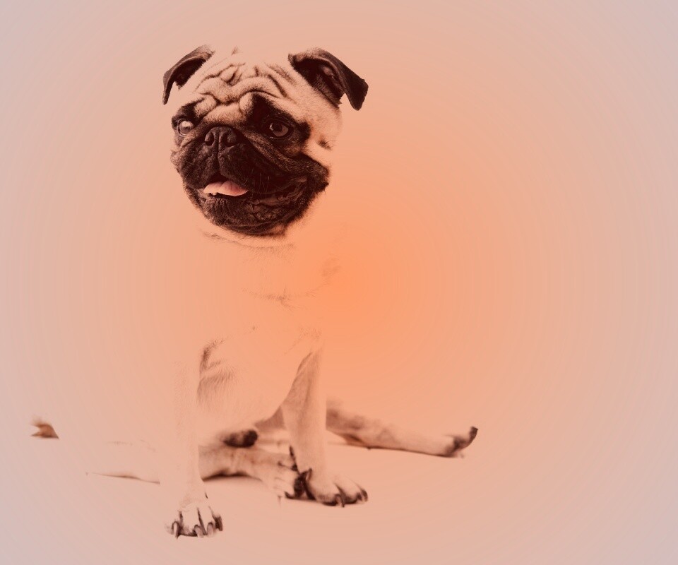 Симпатичный мопс на полу обои
