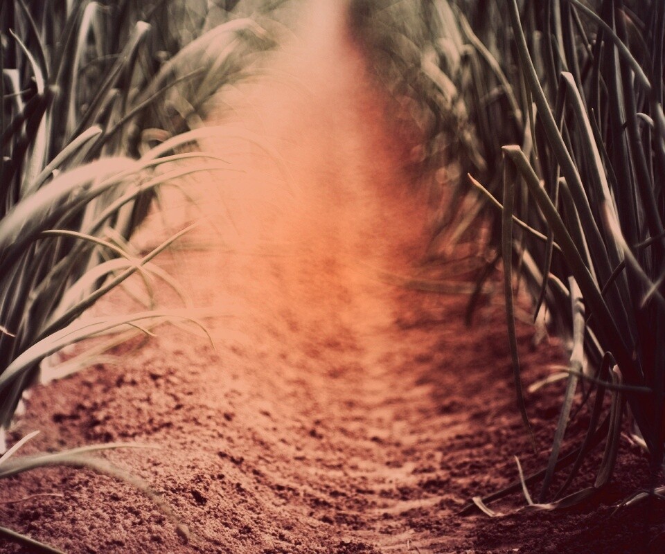 Тропинка в траве обои