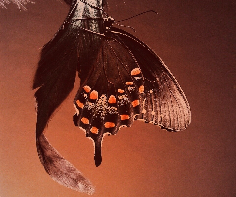 Красивая бабочка обои