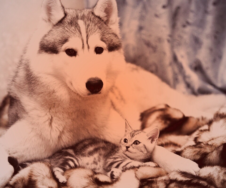 Собака и котенок обои