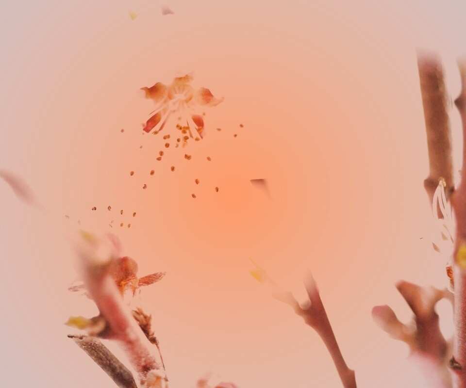 Нежные розовые цветы обои