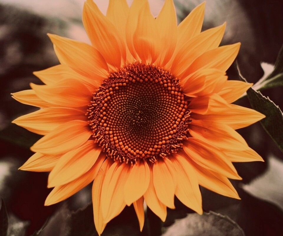 Подсолнух на поле обои