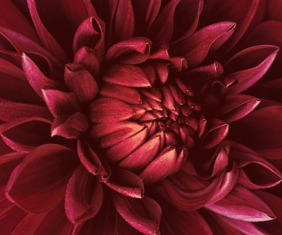 Цветок обои