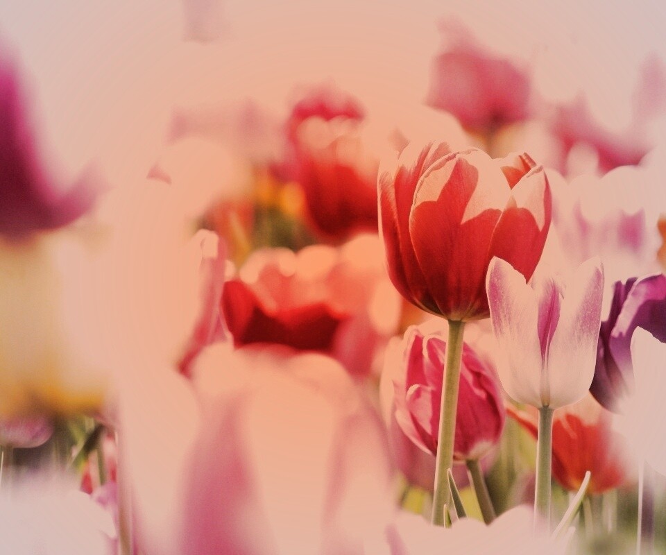 Красивые тюльпаны обои