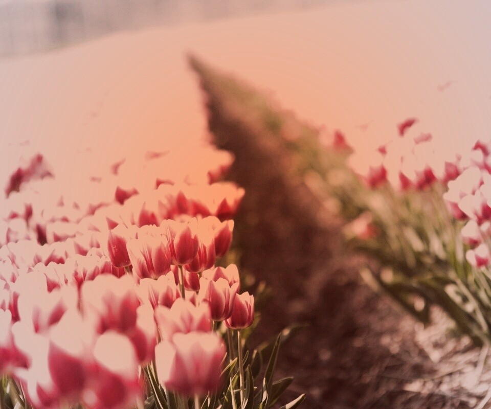 Тропинка в поле розовых тюльпанов обои