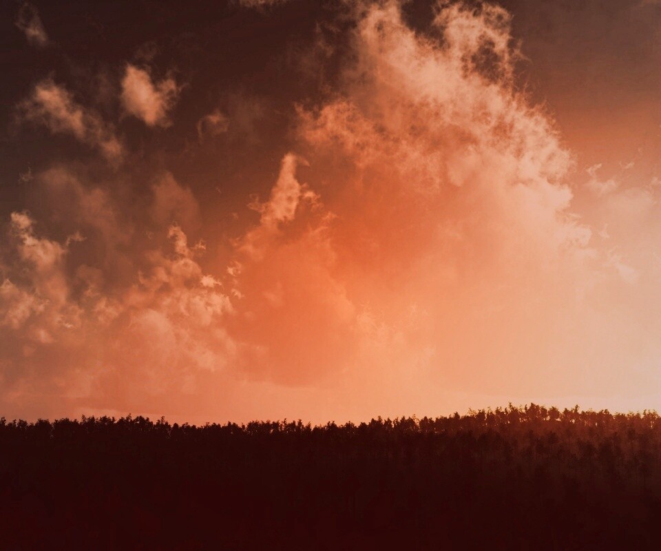 Закат над лесом обои