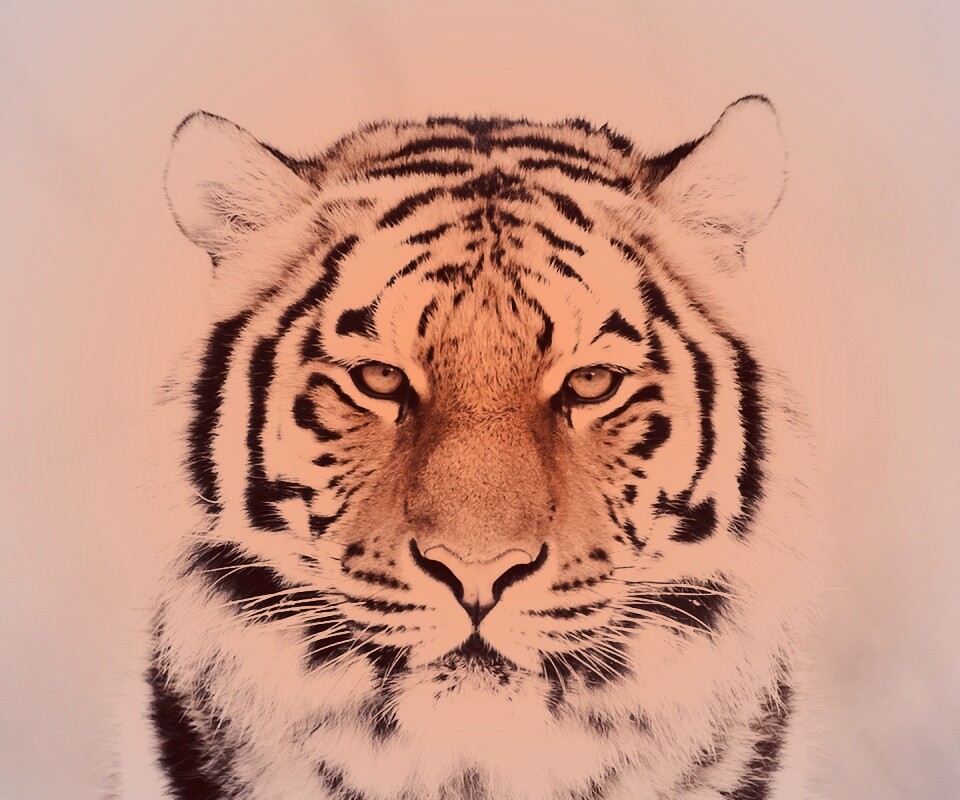 Красавец тигр обои