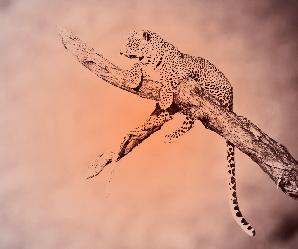 Ягуар на дереве обои