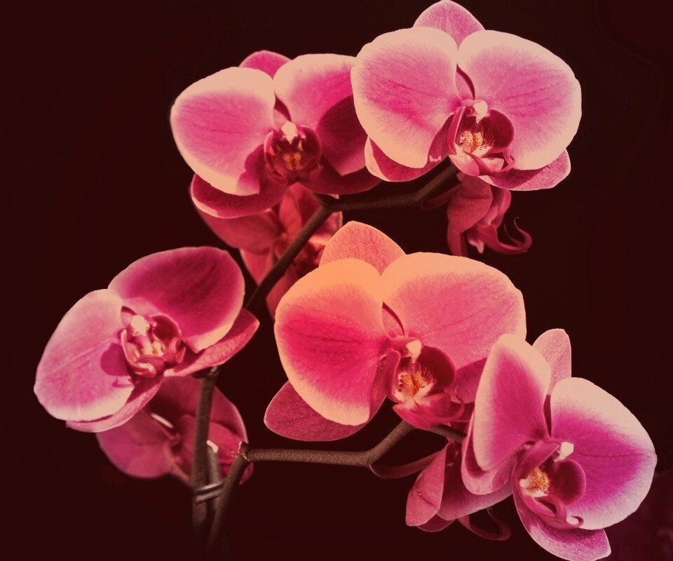 Орхидея обои