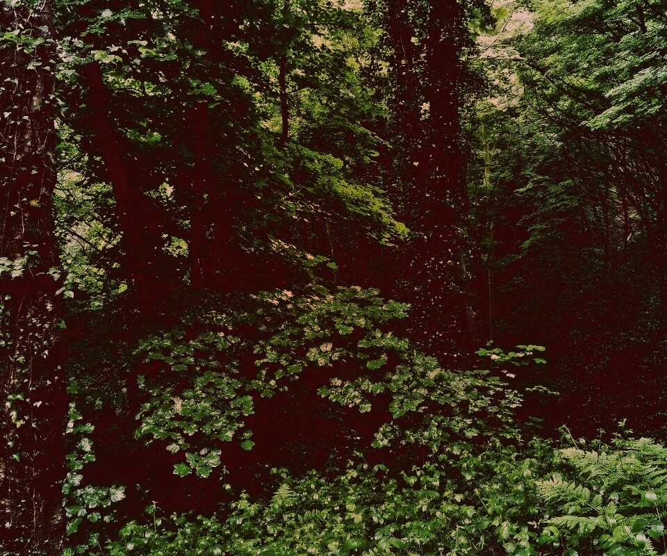 Заросли обои