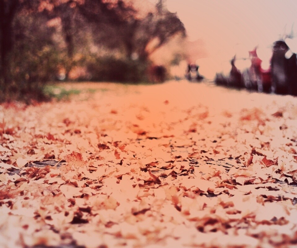 Осенние листья обои