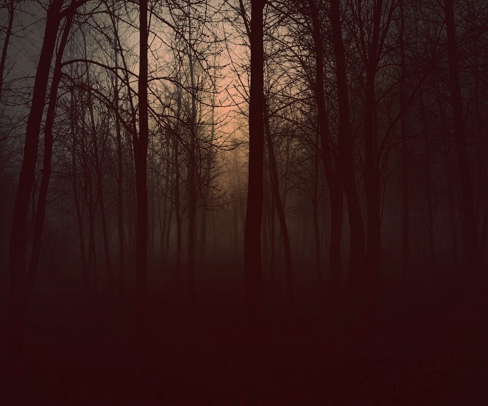 Страшный туманный лес обои