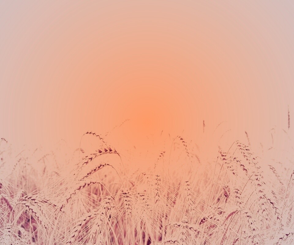 Поле колосьев обои