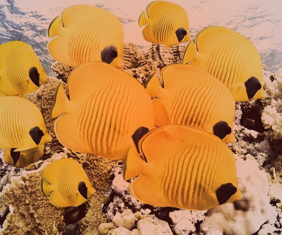 Желтые рыбки обои