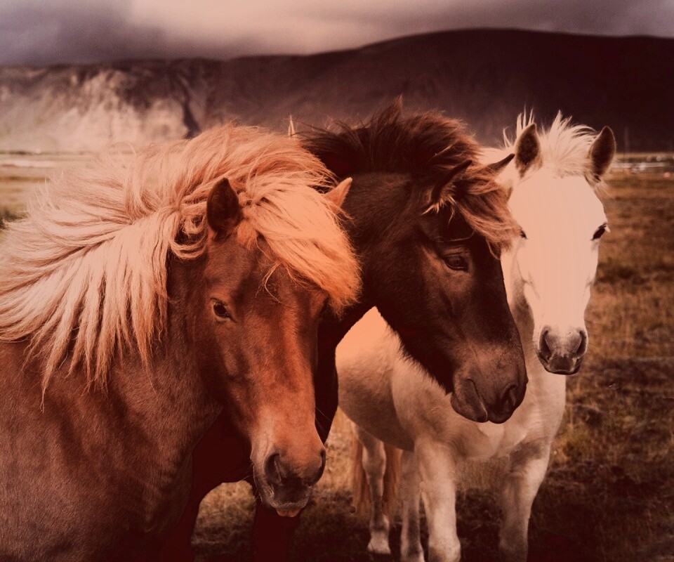 Мустанги обои