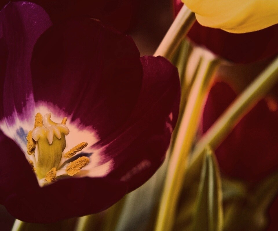 Фиолетовый цветочек обои