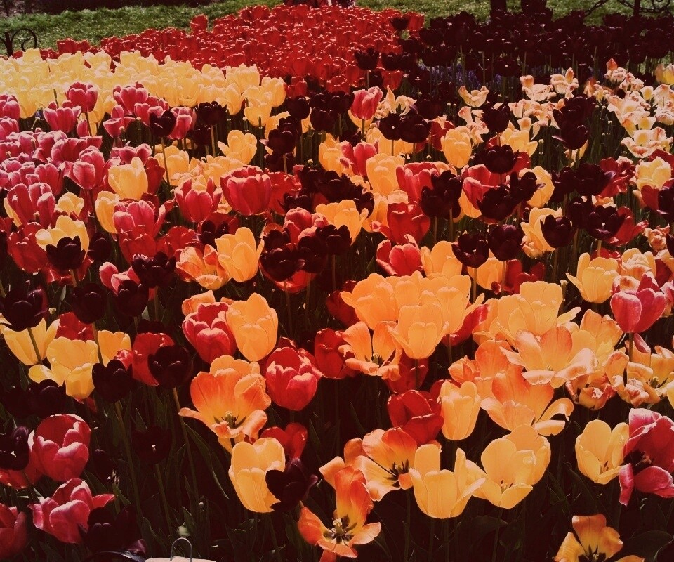 Поле тюльпанов обои