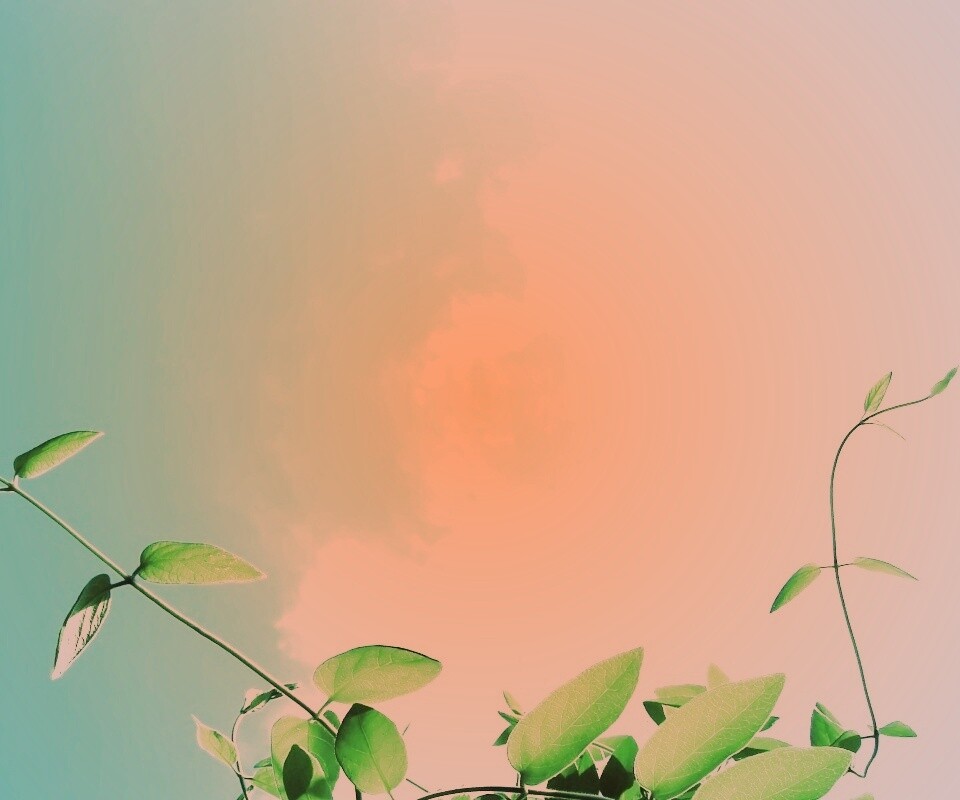 Зеленые ветви на фоне голубого неба обои