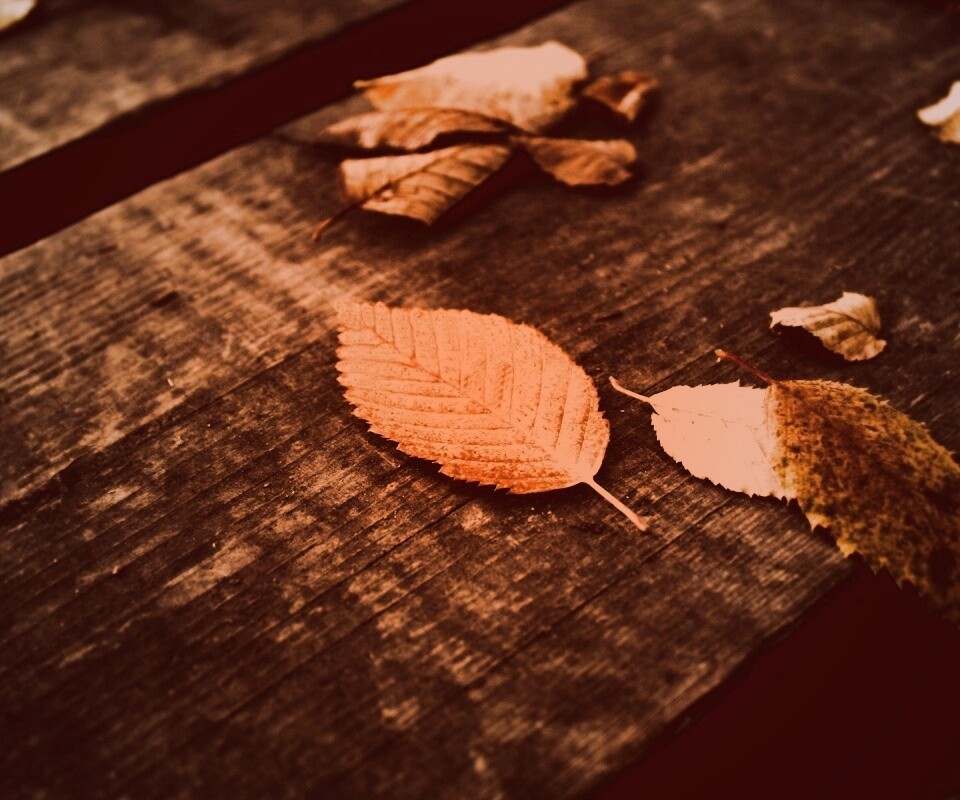 Опавшая листва обои