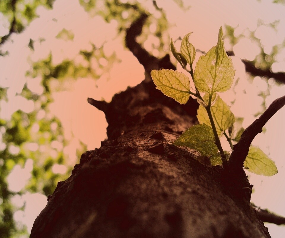 Ствол дерева обои