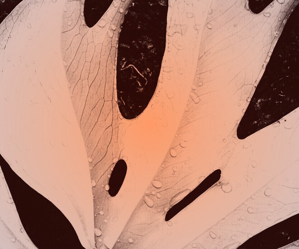 Белый лист обои