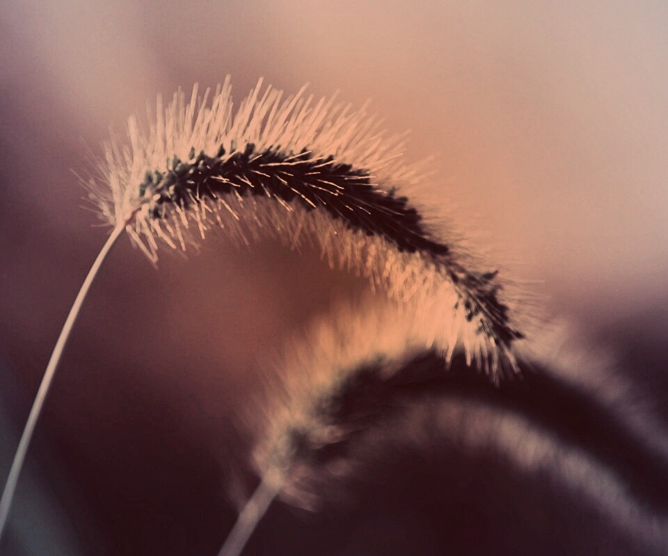 Травинка обои