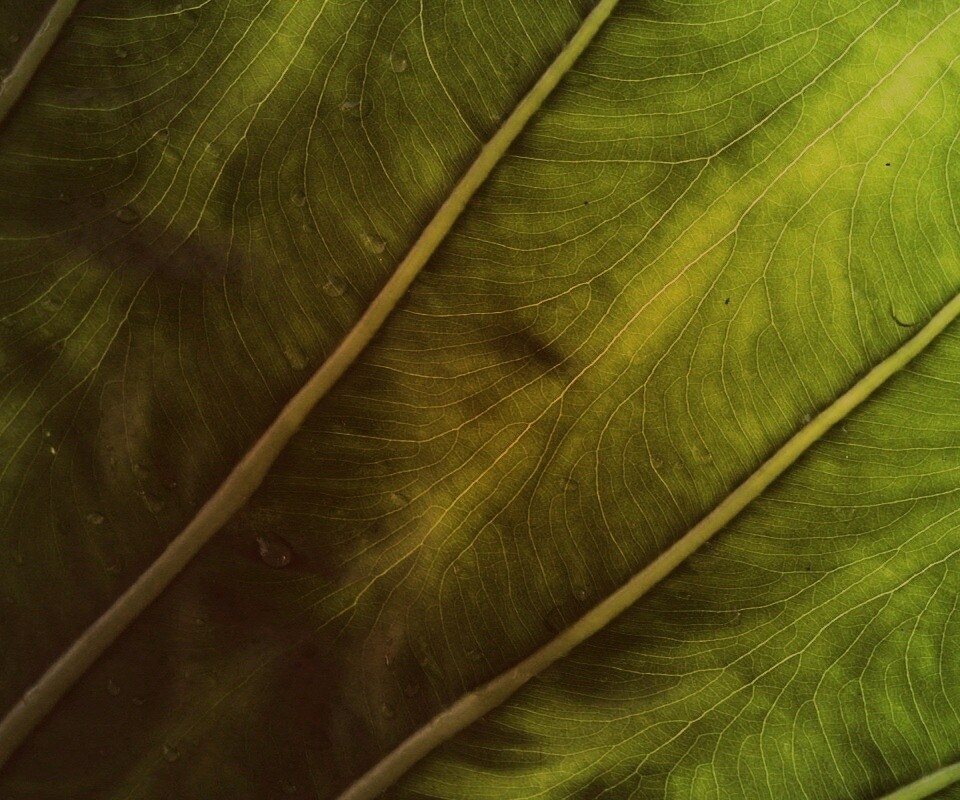 Прожилки на листе обои