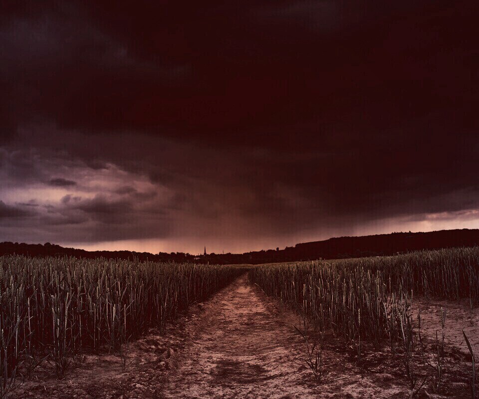 Поле ночью обои